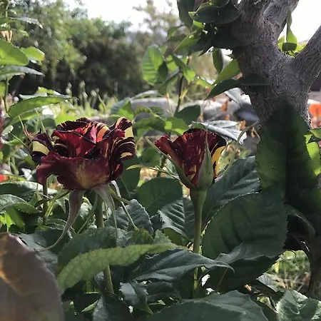 Villa Sunset View Mermaid *