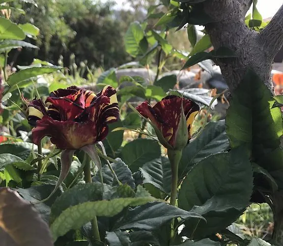 Vila Sunset View Mermaid *